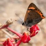 Sustainable Wildlife Tourism: Responsible Animal Encounters