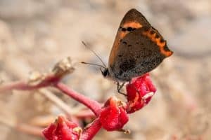 Sustainable Wildlife Tourism: Responsible Animal Encounters