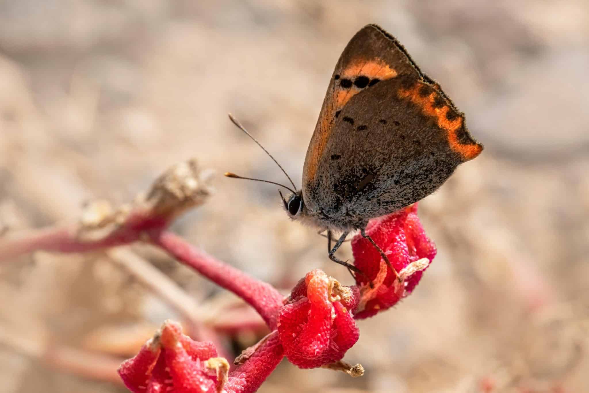 Sustainable Wildlife Tourism: Responsible Animal Encounters