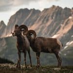 Ram 1500: How the American Pickup Continues to Innovate