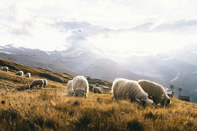 Hybrid vs. Electric: Which Makes More Sense in 2025?