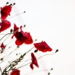 The Rise of Plant-Based Cooking and Its Environmental Significance