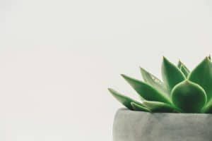 Fava Beans and Lentils: Emerging Plant Proteins