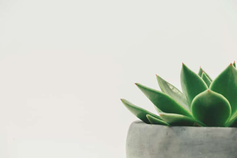 Fava Beans and Lentils: Emerging Plant Proteins