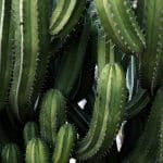 Next-Level Plant-Based Foods: Beyond Processed Alternatives