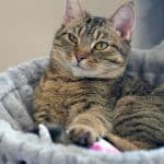 The Power of Fermented Foods in Your Daily Diet